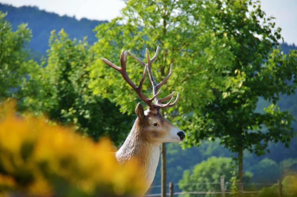 Waldhotel Dornroeschenshoeh Hemfurth-Edersee Buitenkant foto